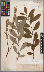 Foto von Salix caprea L. x Salix eleagnos Scop.
